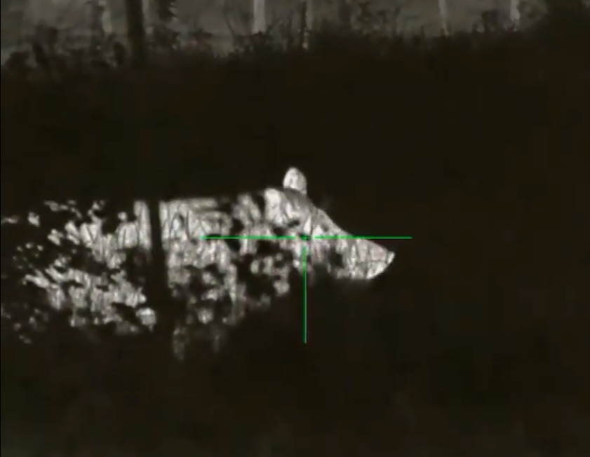 hog in night vision with crosshairs